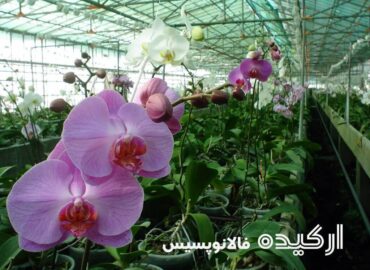 کارگاه آموزشی پرورش گل ارکیده معجزه طبیعت