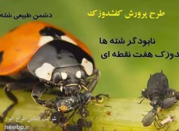 پرورش کفشدوزک شته خوار