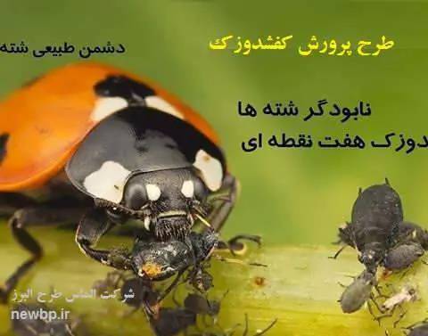 پرورش کفشدوزک شته خوار
