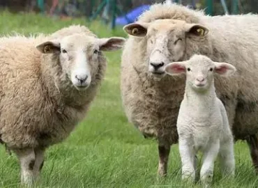 بسته آموزشی و نرم افزار جیره نویسی گوسفند