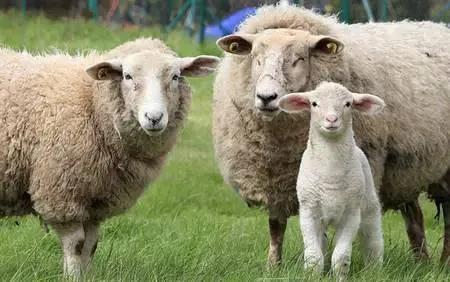 بسته آموزشی و نرم افزار جیره نویسی گوسفند